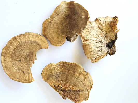 Sponge Mushroom Caps