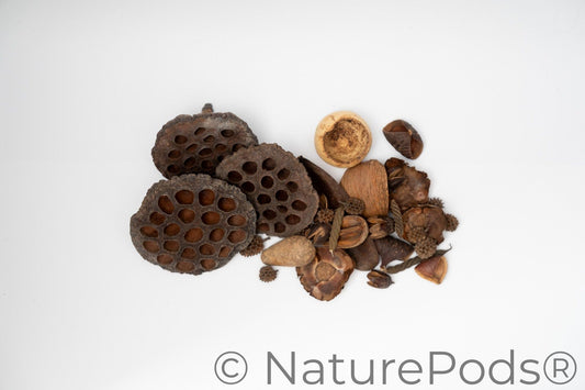 Botanical Seed Pod Variety Pack - 33 Pieces