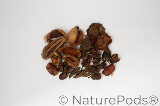 This is a packaged botanical seed pods with a visible brand label on a white background. This picture is specifically the final product for the Assorted Mini/Nano Botanical Seed Pod Pack.