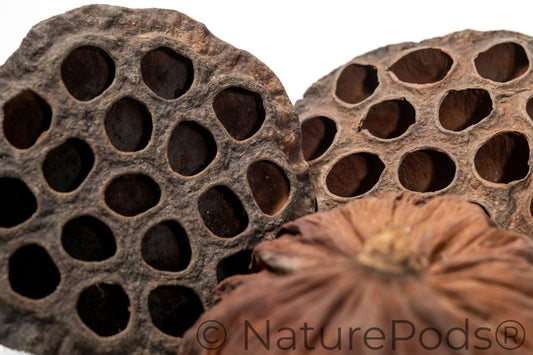 Three dried lotus seeds on a white background