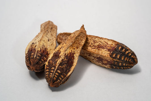 Mahogany Seed Pod
