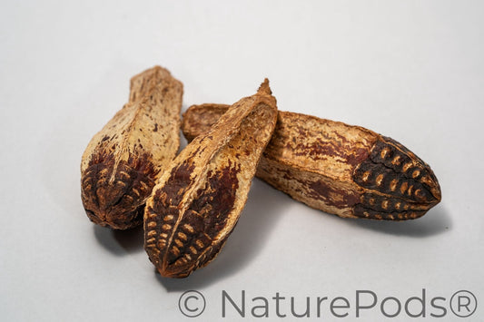 Three tan and reddish brown mahogany pods with a rough texture on a white surface. The pods have a similar shape to zucchini.