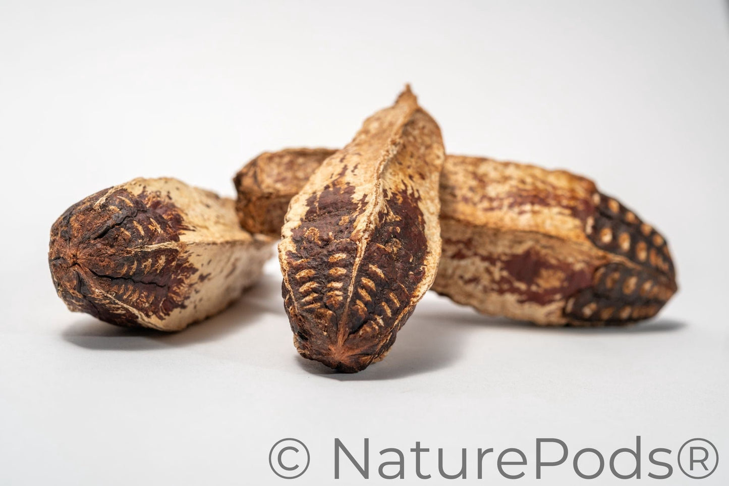 Three tan and reddish brown mahogany pods with a rough texture on a white surface. The pods have a similar shape to zucchini.