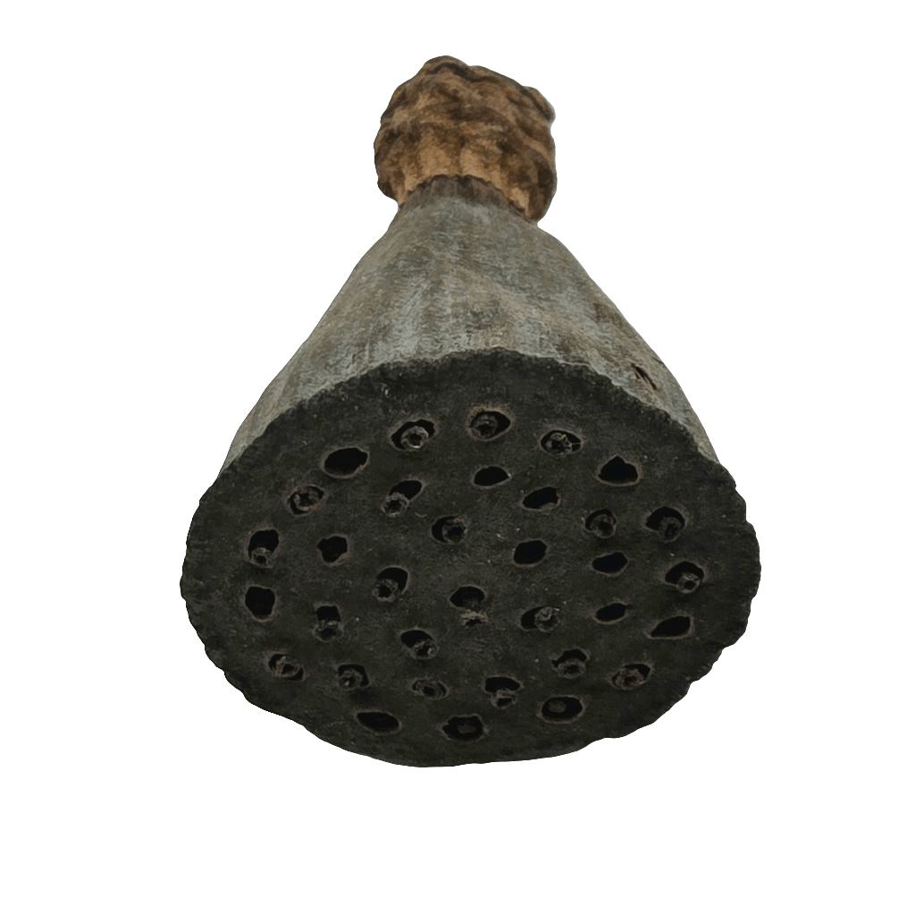 The Mini/Nano Lotus Pod is shown from below, displaying its round base with small holes and a textured surface fading to a lighter stem—perfect for natural aquarium decor or bioactive terrarium setups.