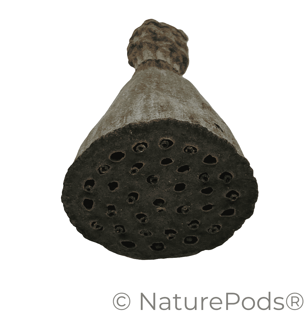 The Mini/Nano Lotus Pod is shown from below, displaying its round base with small holes and a textured surface fading to a lighter stem—perfect for natural aquarium decor or bioactive terrarium setups.