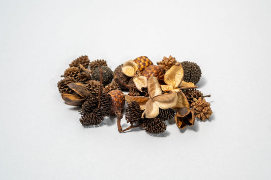 Assorted dried pinecones and seed heads on a light background