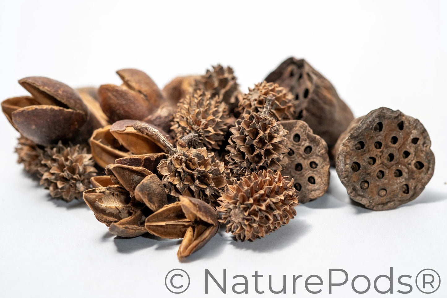 Pile of dried brown textured seed pods on a white background