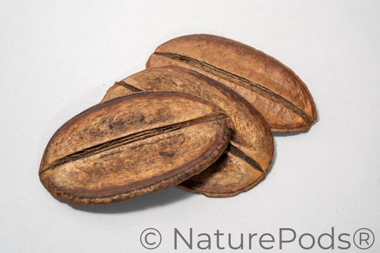 Three large Para Para Pods, used as aquarium botanicals and terrarium decor, rest on a white background. The left pod is shorter and rounder with dark spots; the right is longer and evenly colored. These produce tannins and biofilm in botanical method blackwater aquariums and they are isopod and springtail hotspots in bioactive terrariums.