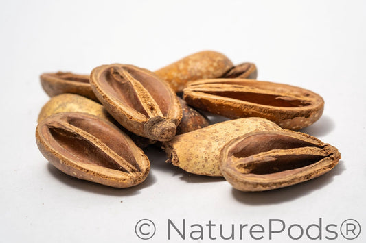 A close-up of Pear Pods shows several pods, some whole and others split open, on a white background—great inspiration for bioactive terrarium, biotope, aquascaping, blackwater aquariums, or aquarium decor.