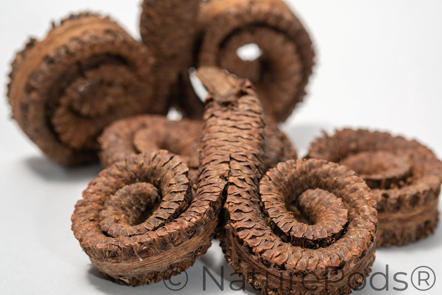 Close up of Coiled brown ram's horn seed pod on a white background. Used in home decor, art, and terrariums.