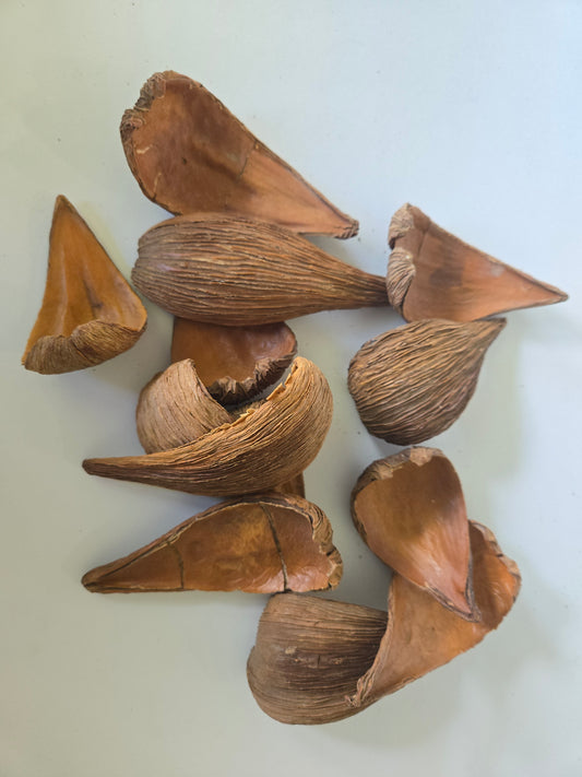 Dregea Arti Pods