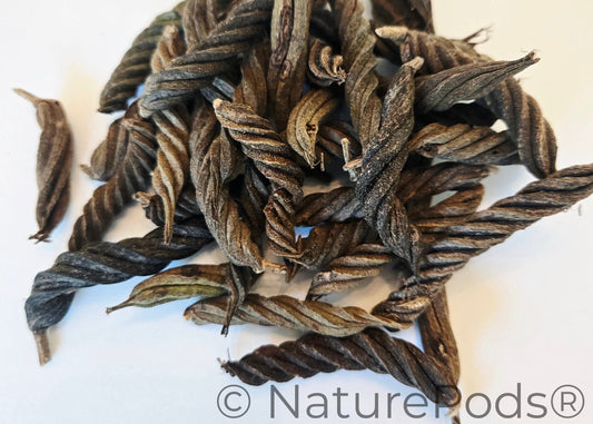 Twisty Pods/Fusilli Pods