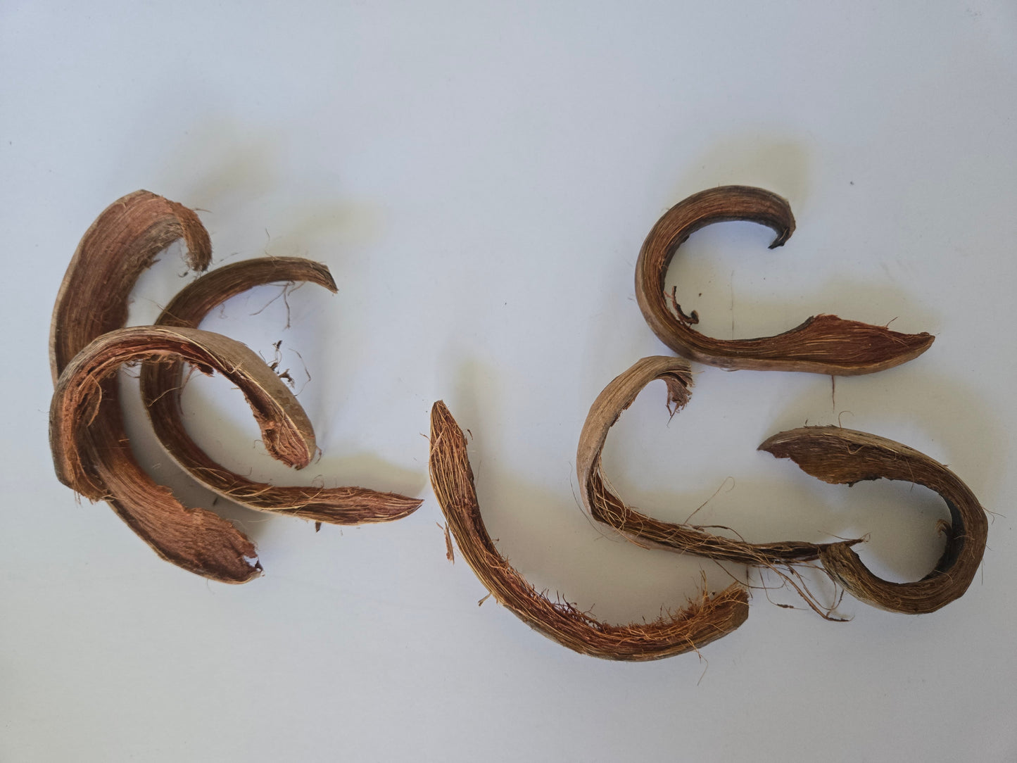 Coco Curls (WHOLESALE)