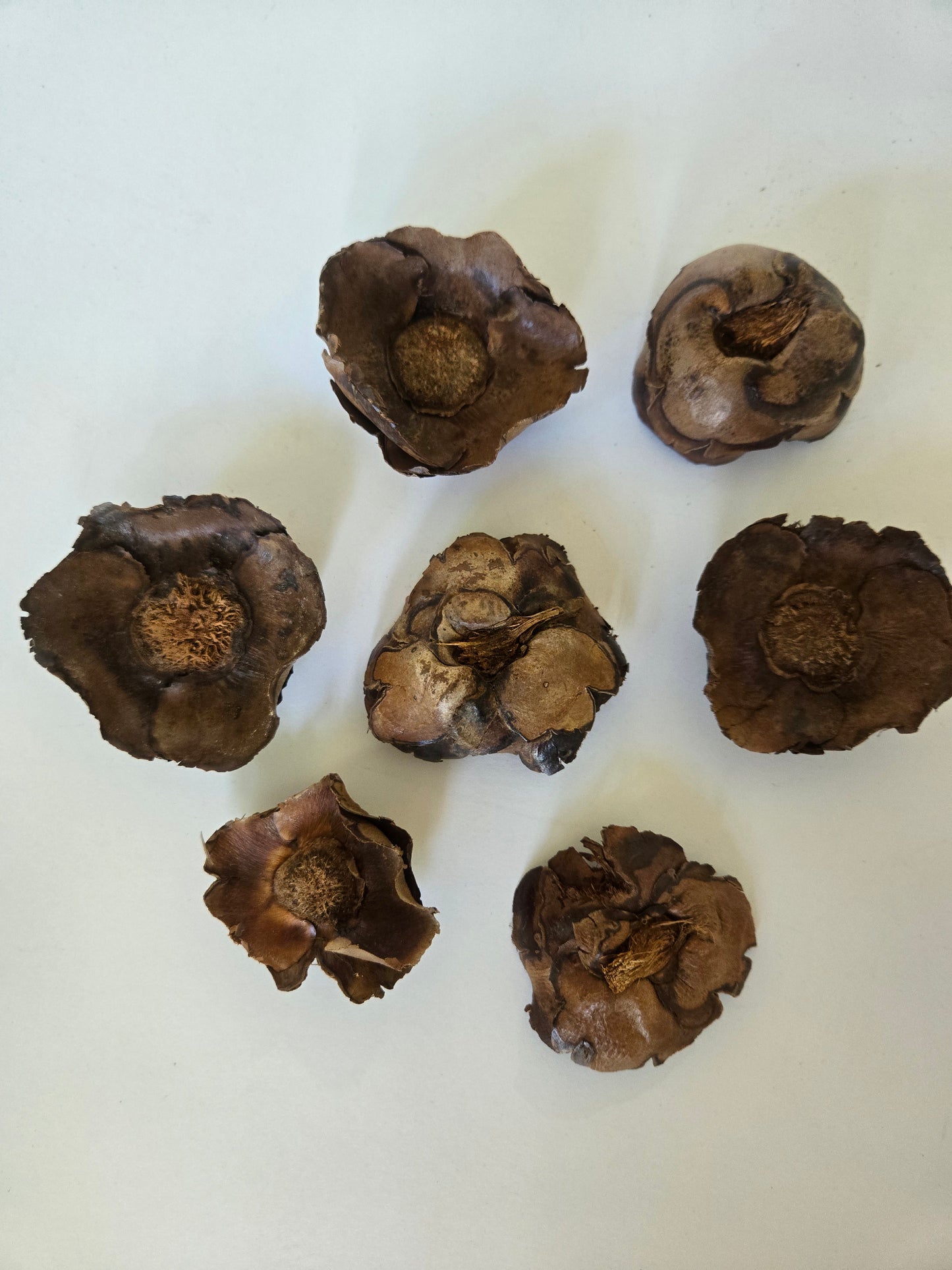 Small Coco Flowers Caps (WHOLESALE)
