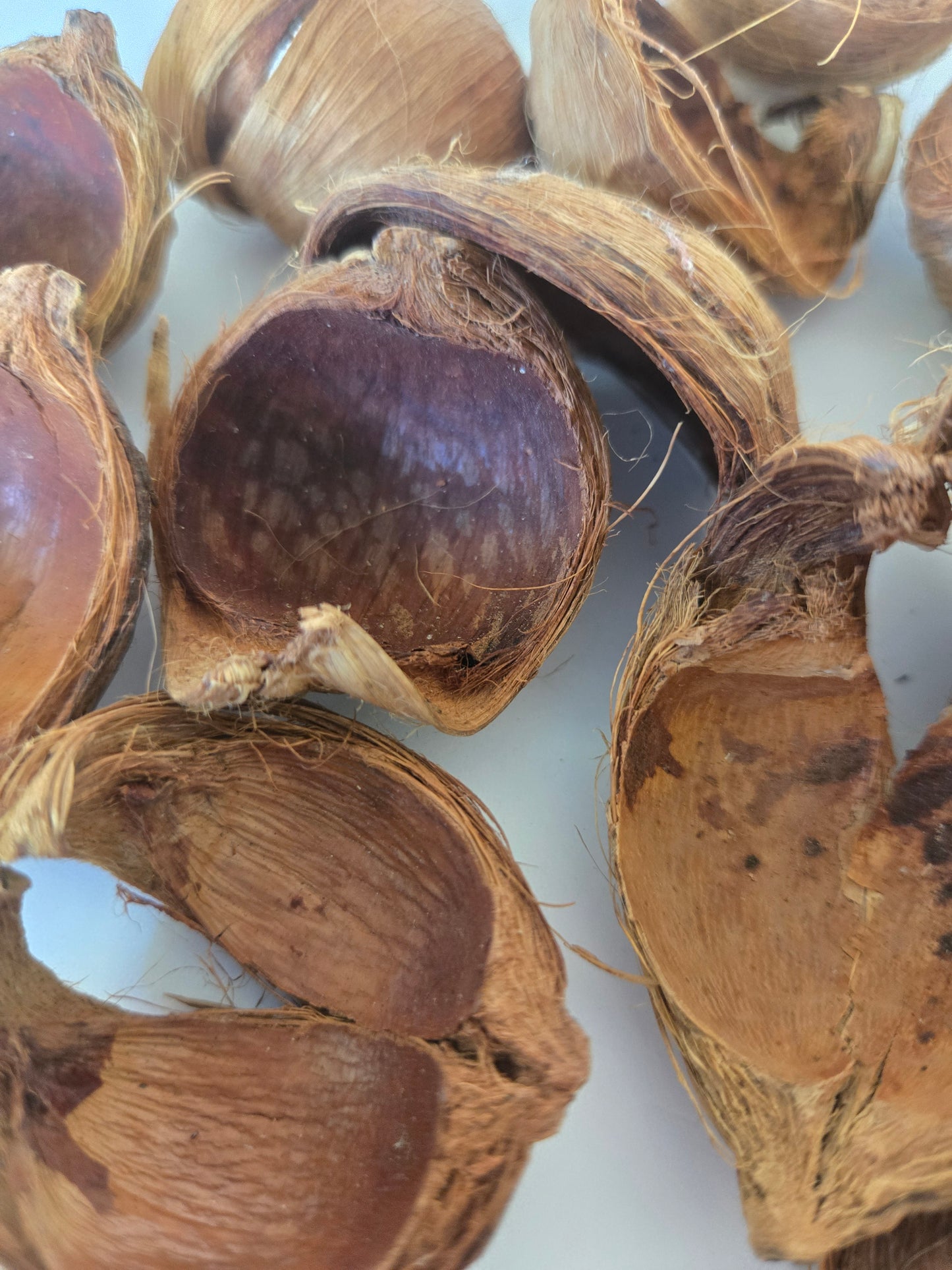 Betel Nut Husks