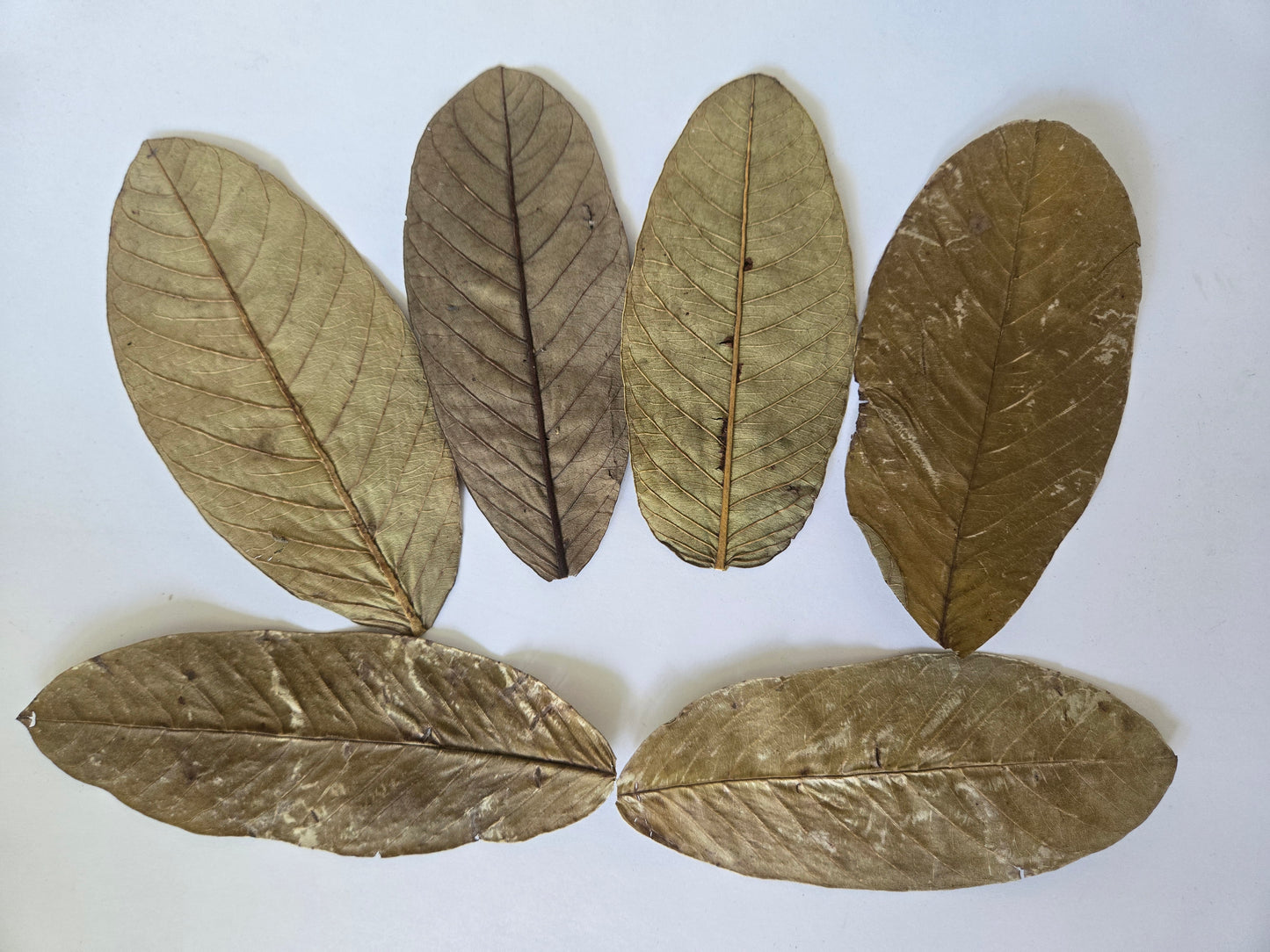 Dried Guava Leaves - 25 pack