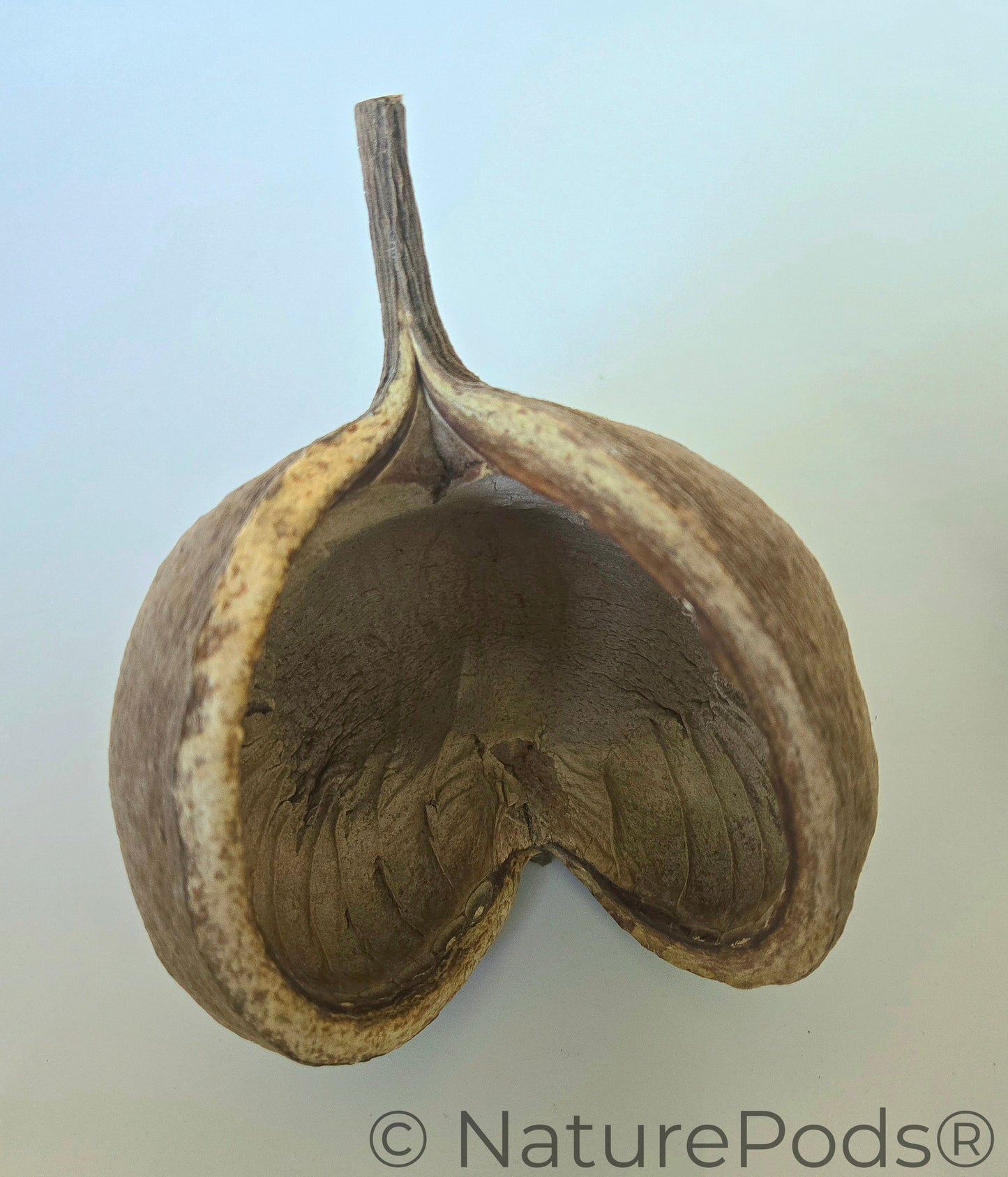 Buddha Nuts