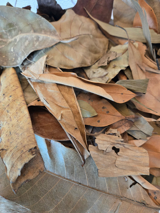 Tropical Leaf Litter Mix - 1 Pound