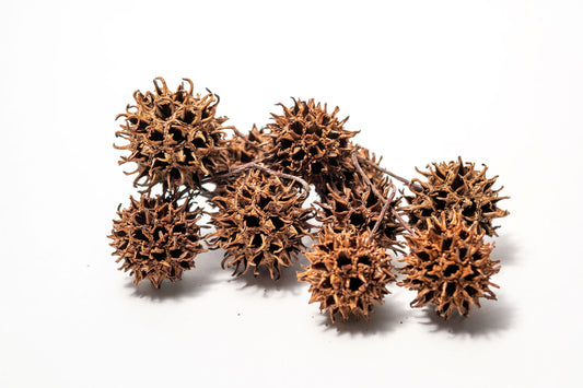 Close-up of brown spiky seed pods on a white background