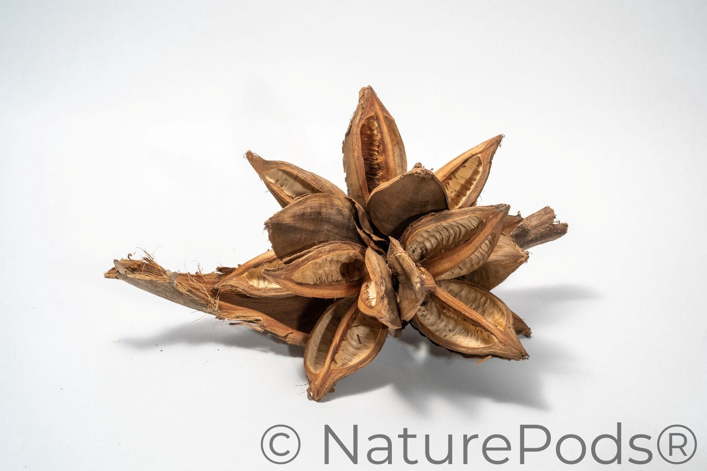 Starry Pod is a dried, brown botanical with multiple open segments and a rough, woody texture. Displayed on a marbled surface, its curling edges make it ideal for home decor or unique natural crafts. Shown on a white background.