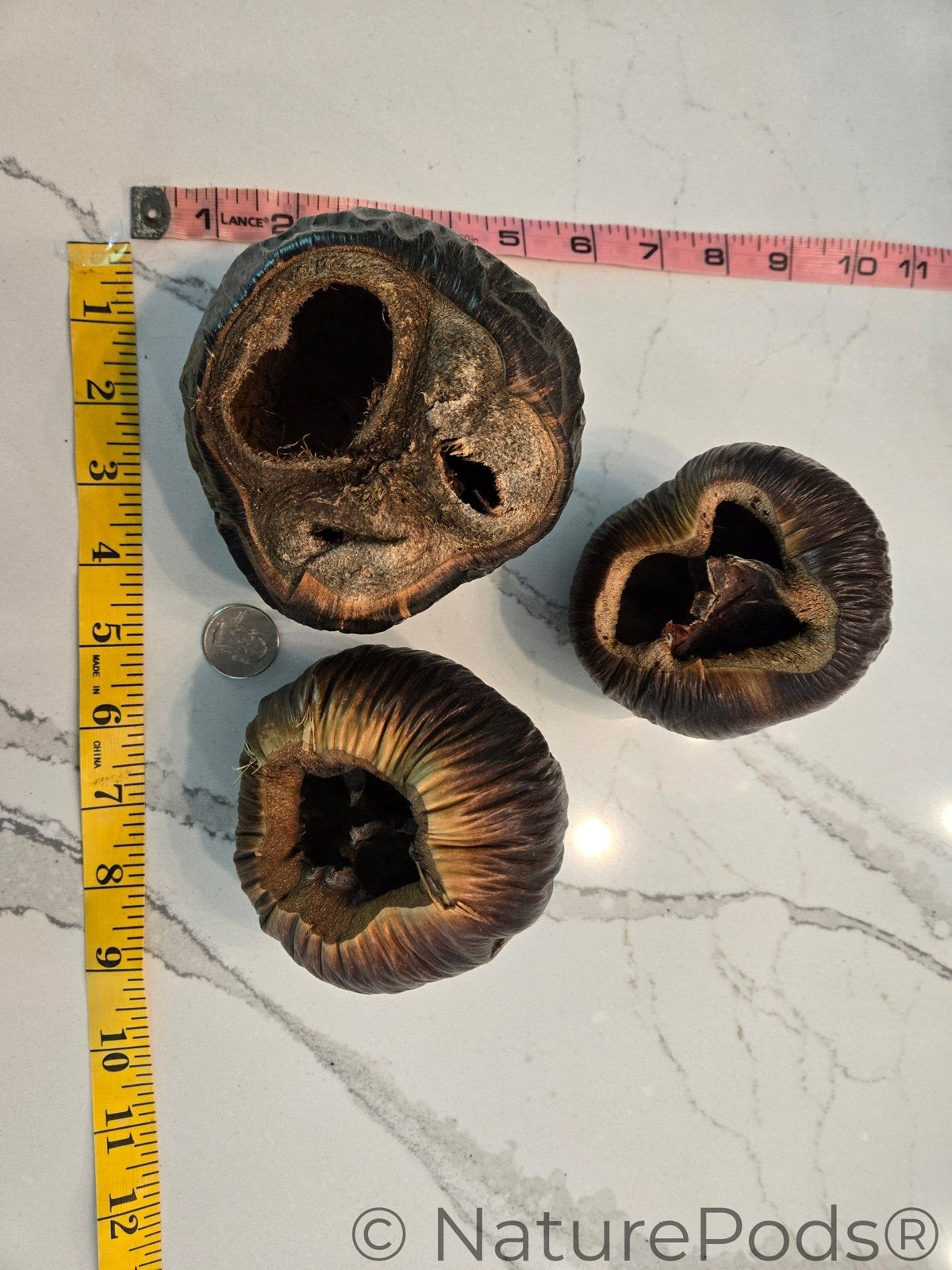 Talami Pod