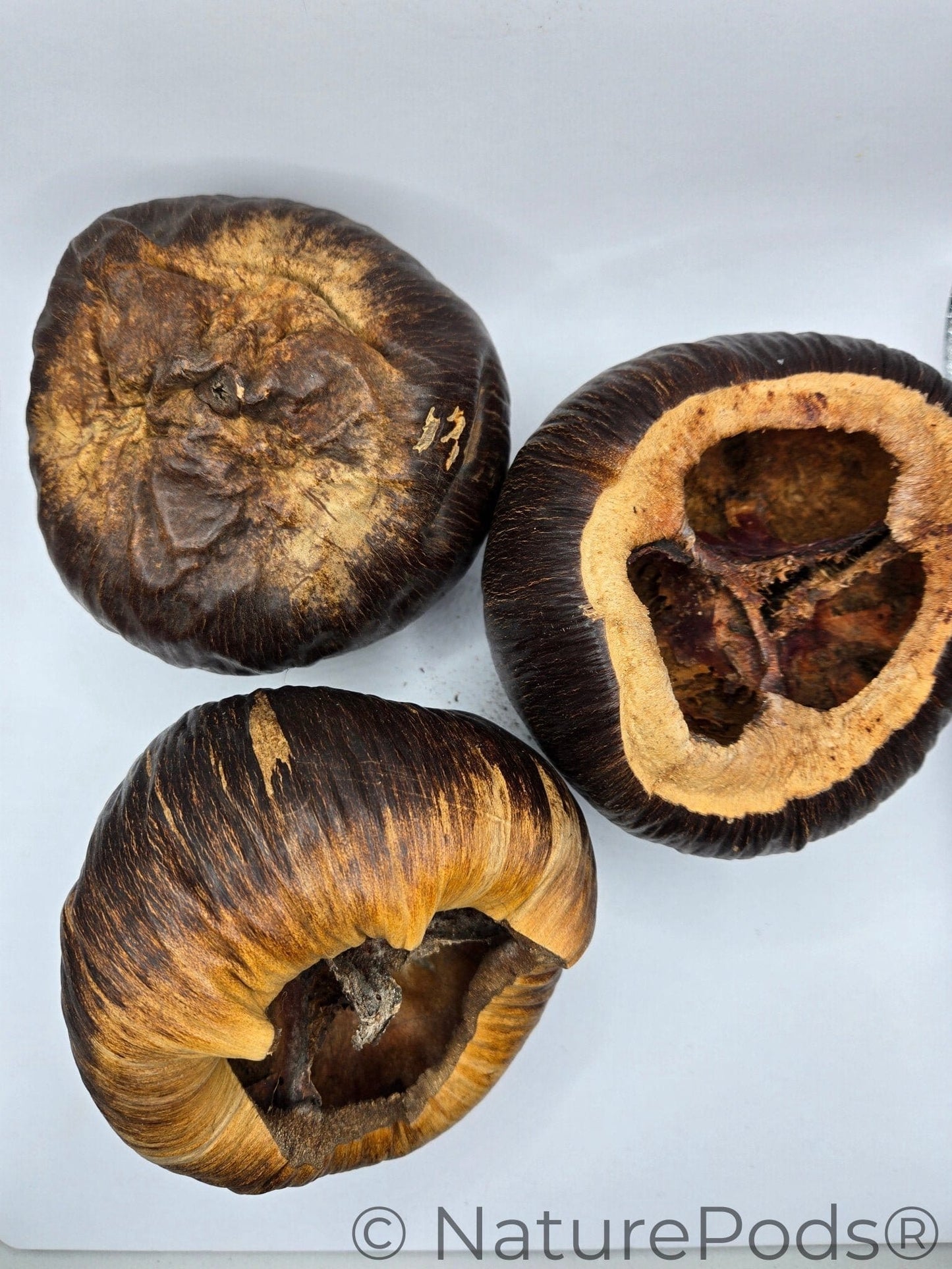 Three dark brown Talami seed pods that have a wrinkled texture, and they are a lighter tan color around the top. Shown on a white background.