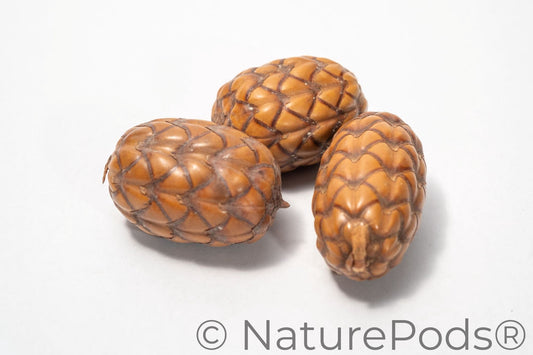 Three brown Dragon Egg Pods (Uxi Pods) are shown side by side on a white background. These oval, textured pods with segmented patterns are perfect for bioactive terrariums or as aquarium botanicals.