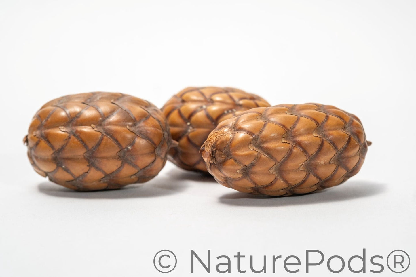 A close-up of several Dragon Egg Pod (Uxi Pod), a unique textured brown botanical often used in home decor as bowl filler.