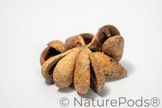 A pile of dried brown pear pods that are split open on a white background.