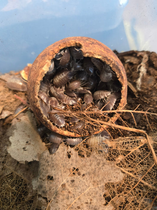Essential Elements of a Bioactive Enclosure: The Role of Botanicals and Seed Pods