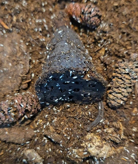 How to Use Seed Pods to Harvest Springtails