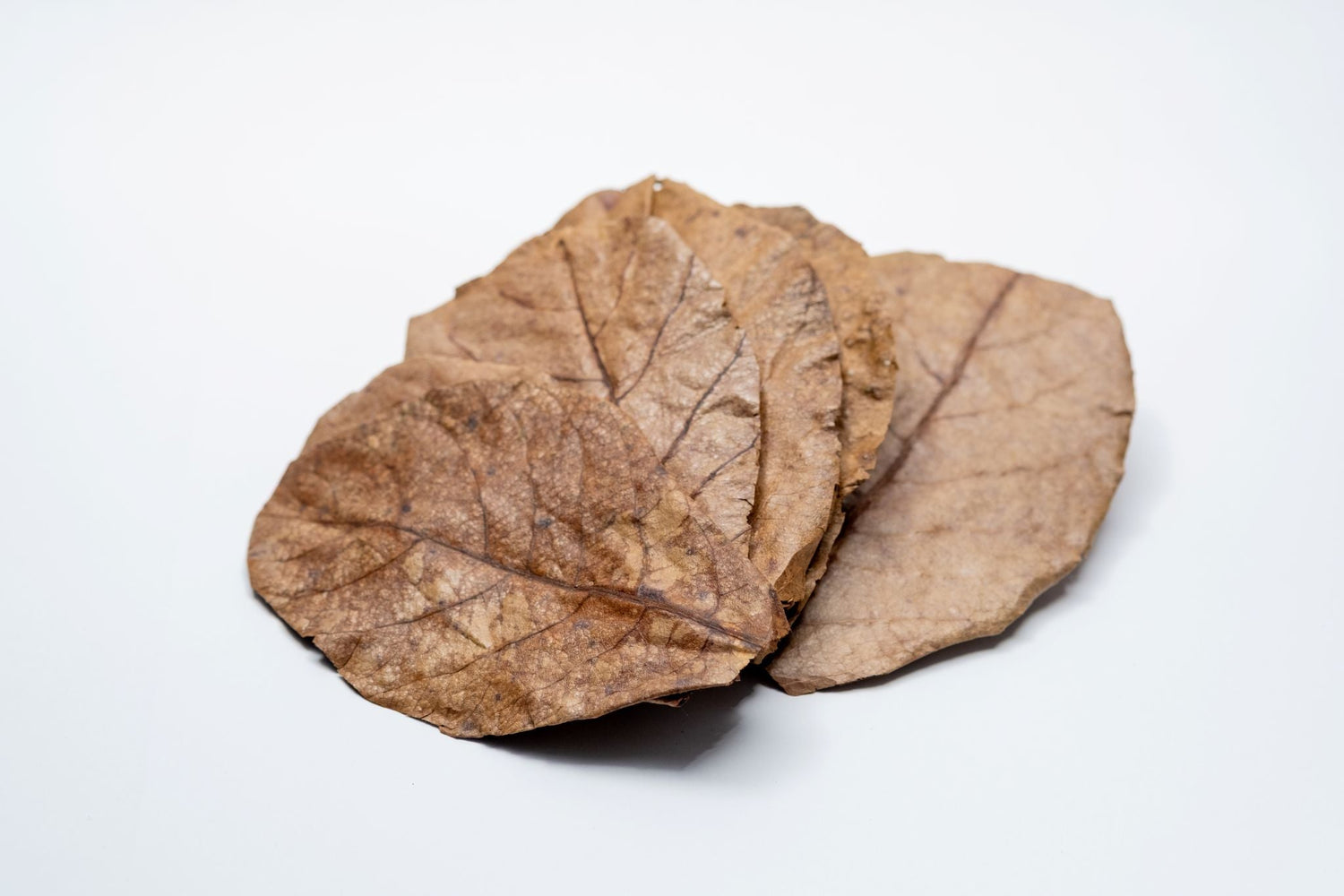 Catappa Indian Almond Leaves, Terrarium Leaf Litter, Aquarium Leaves