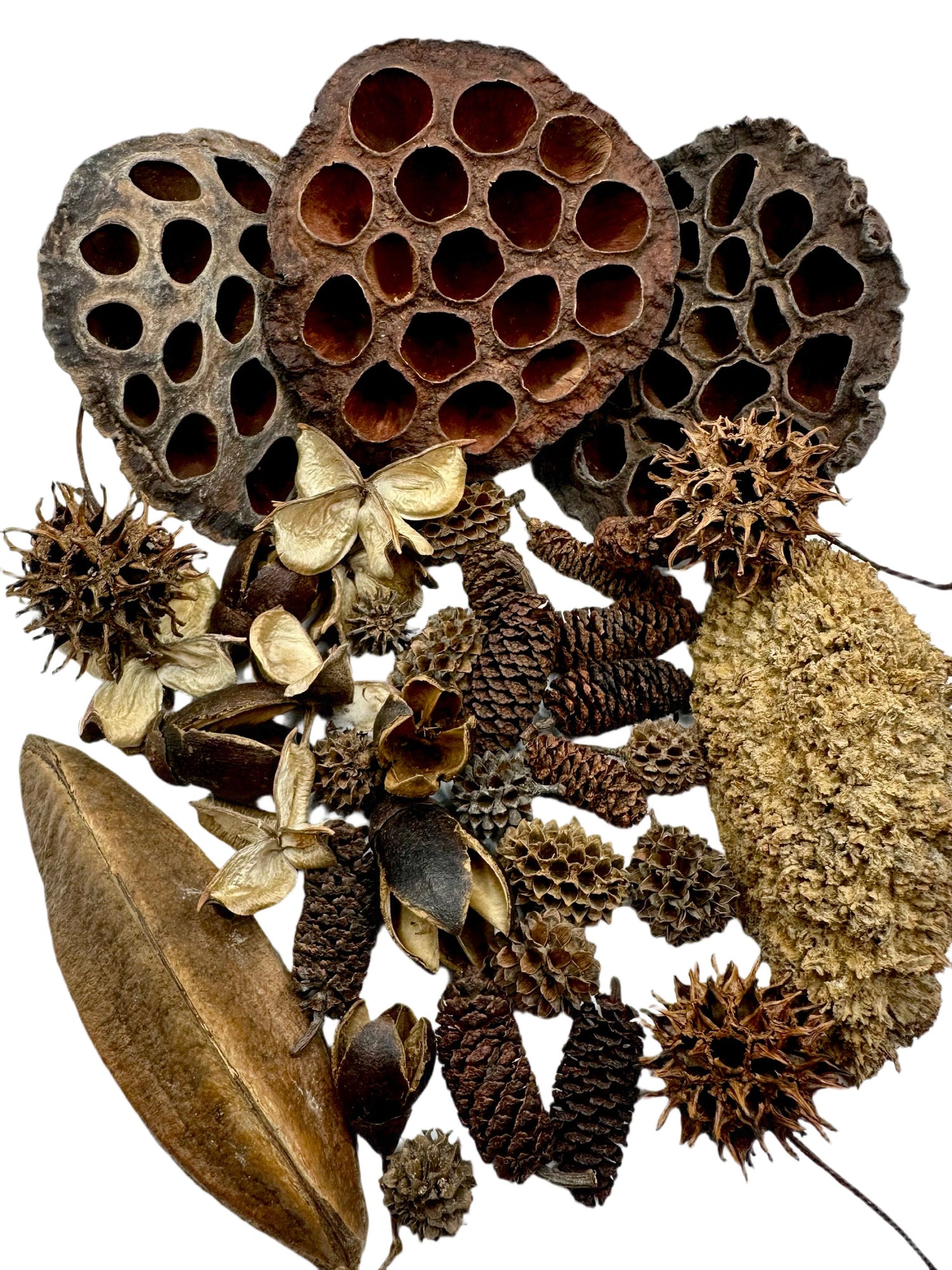 Aquarium, Terrarium, and Pet Botanicals