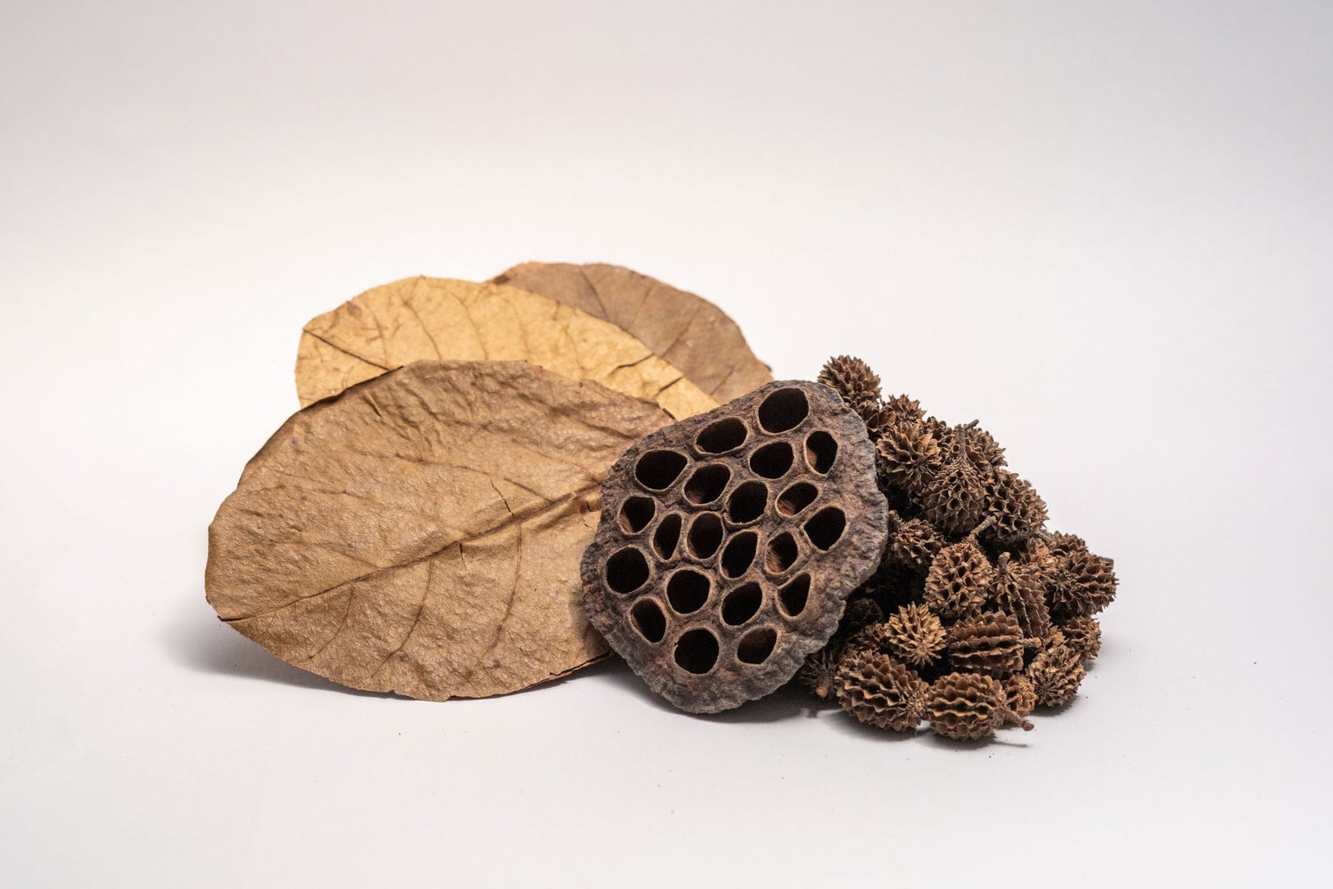 Aquarium Botanicals