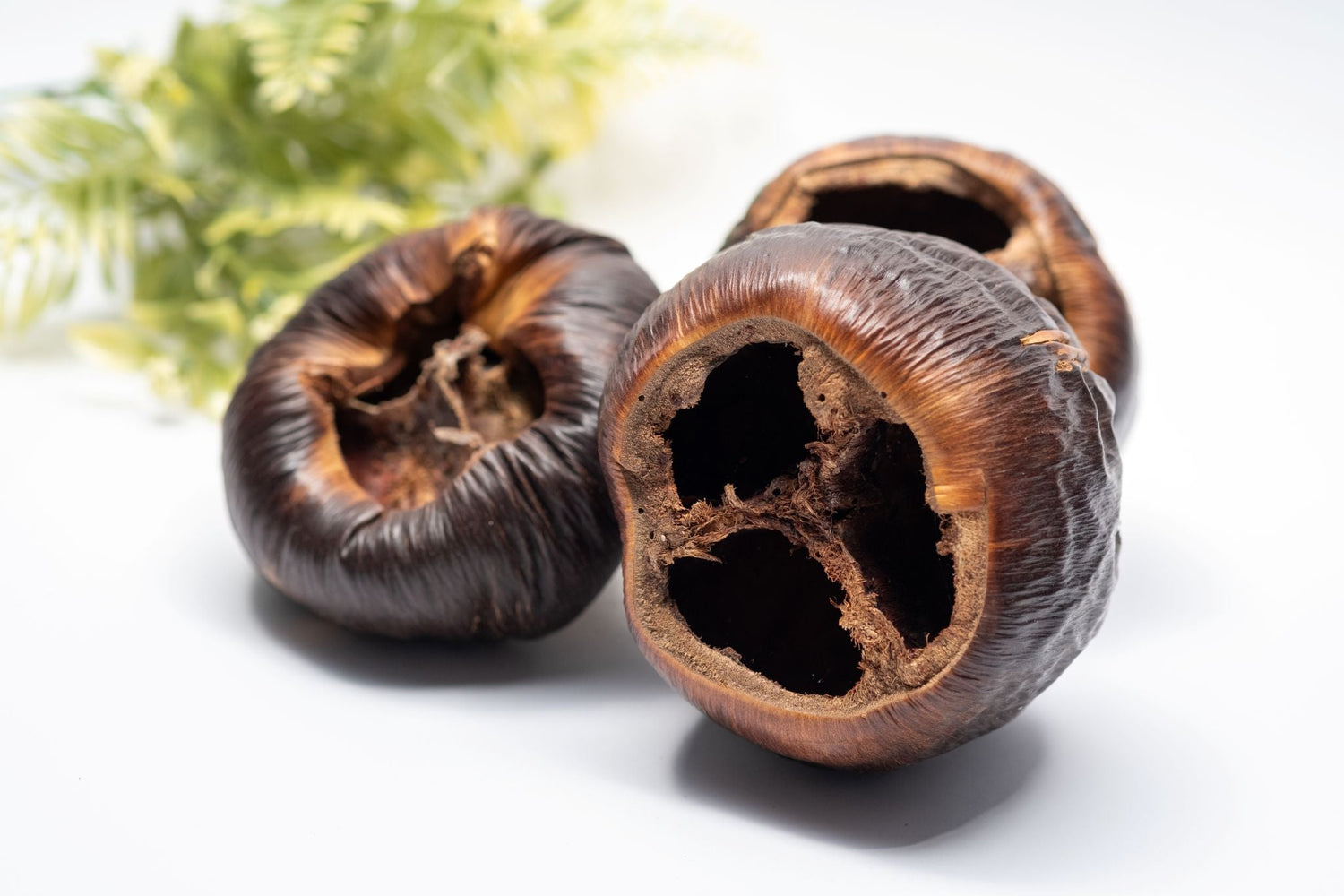 Shrimp Botanicals, Betta Fish Botanicals & Hermit Crab Botanicals