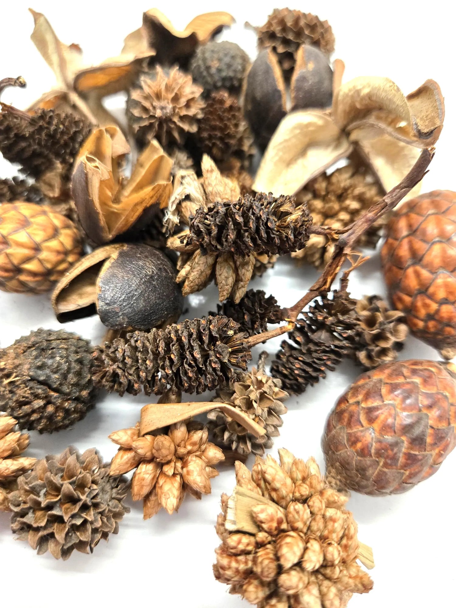 Botanical Seed Pod Variety Packs