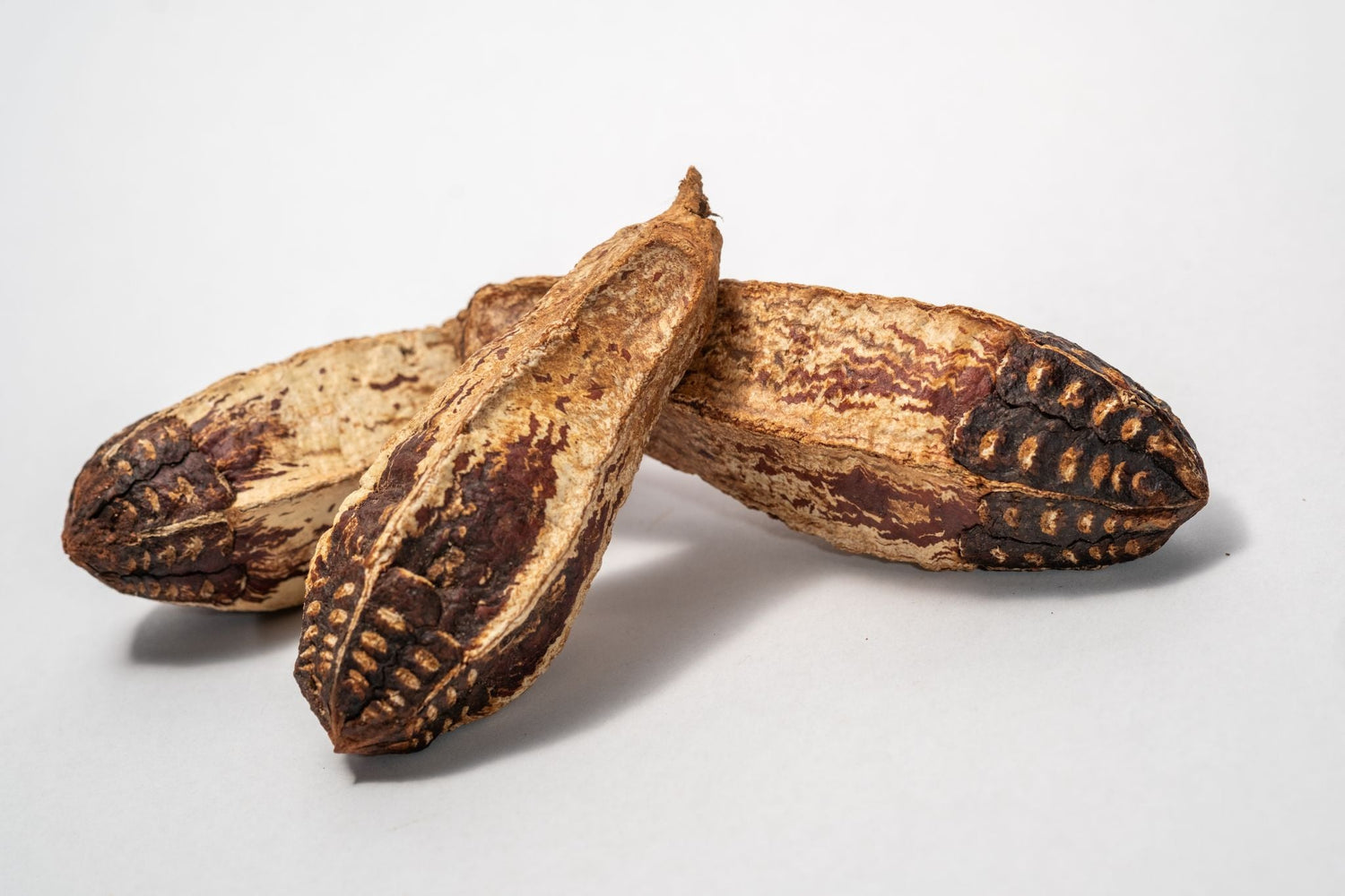Parrot & Bird Botanicals and Seed Pods