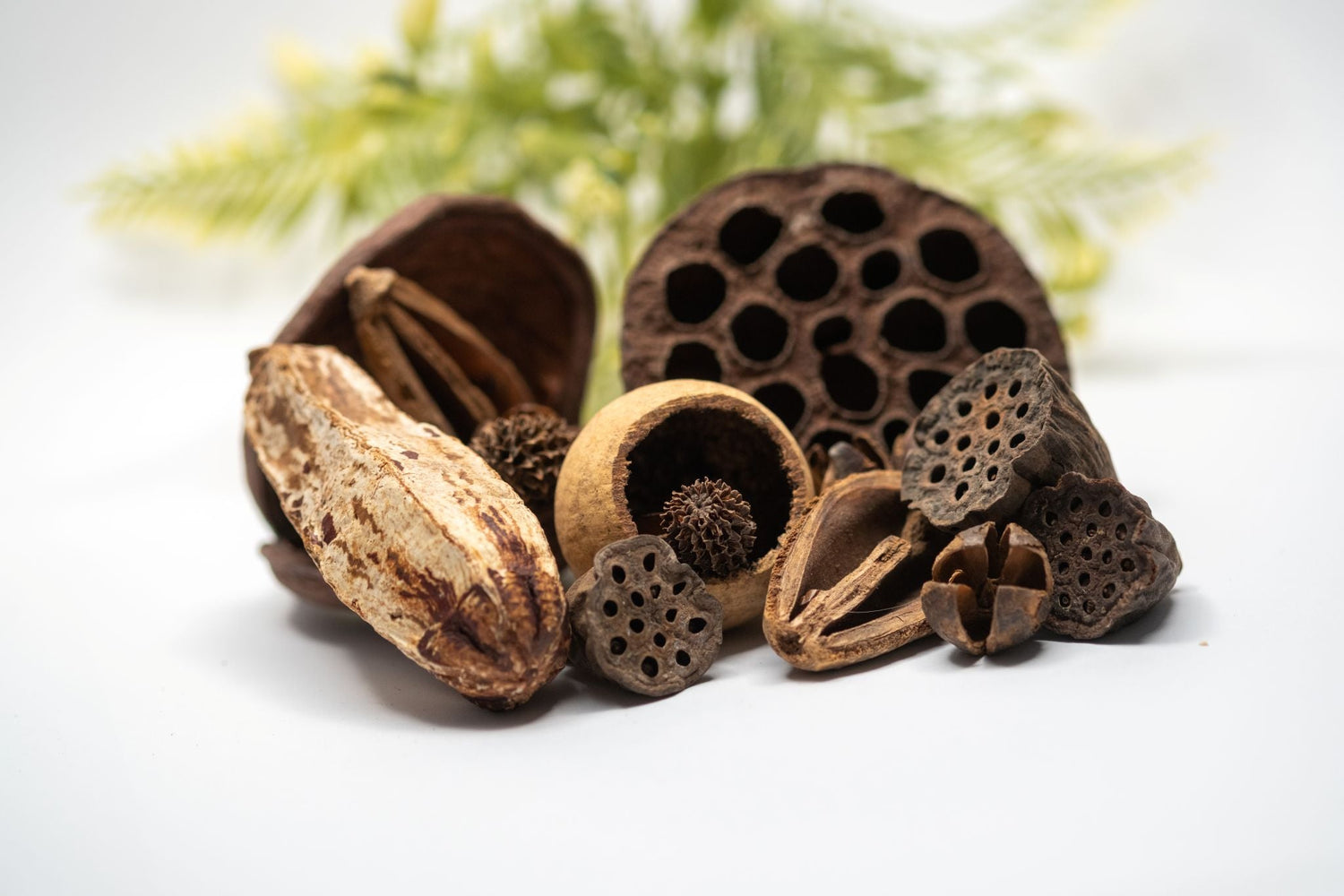 Botanical Seed Pod Variety Packs