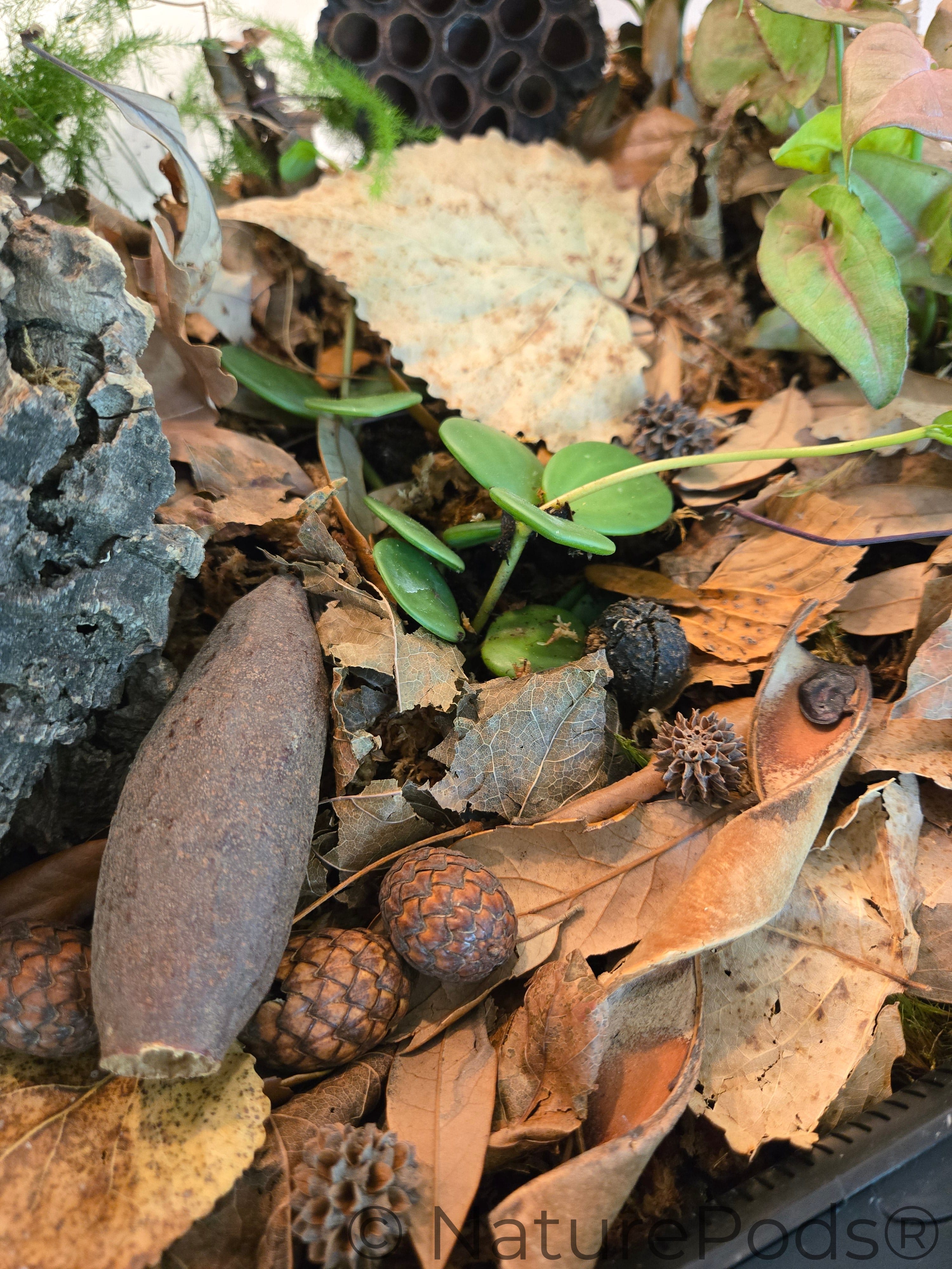 Mini/Nano Seed Pod Variety Pack | Terrarium Seed Pod Botanicals