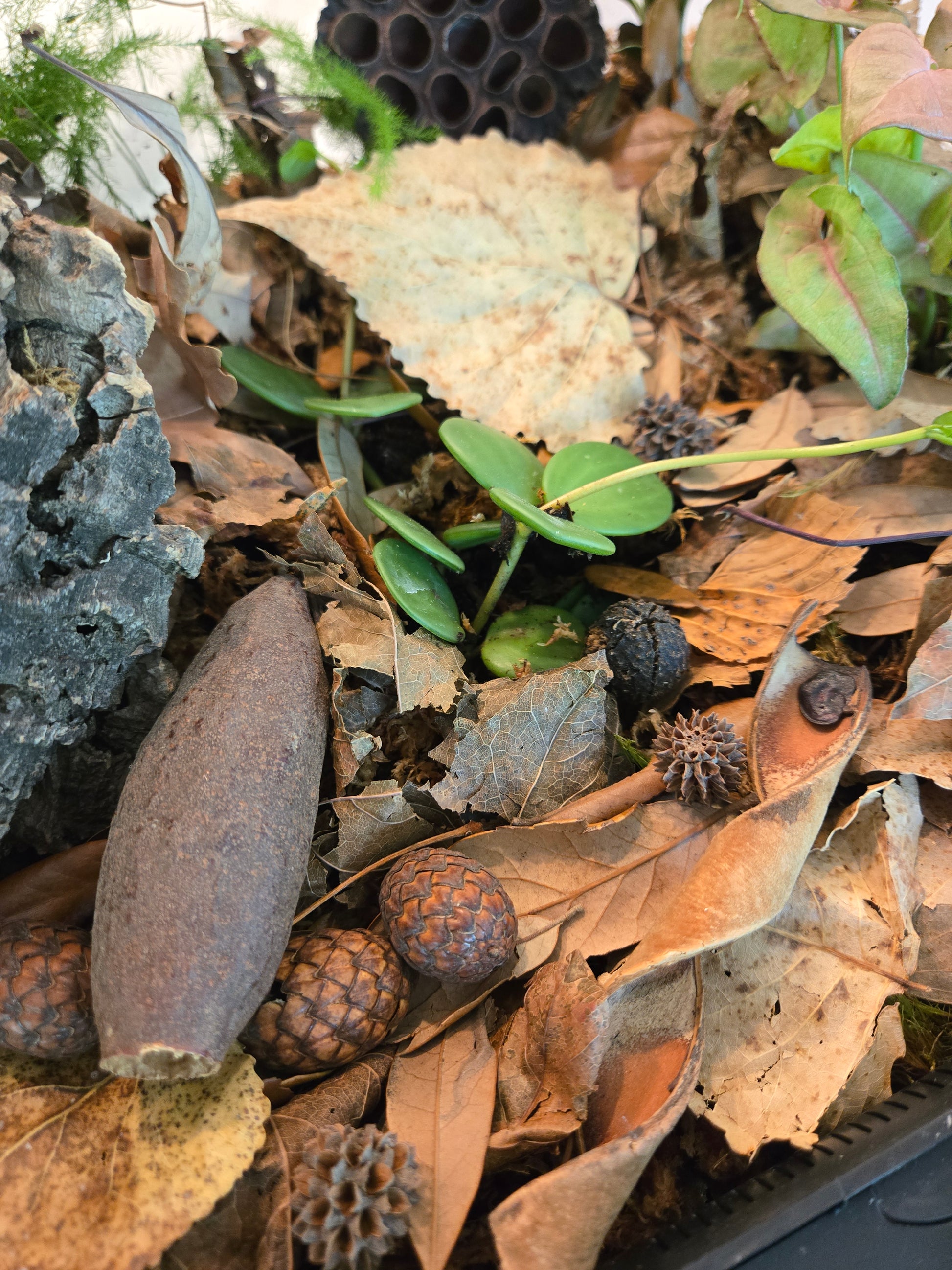 Close-up of small green plants emerging from dry leaves and twigs with small botanical seed pods scattered around.