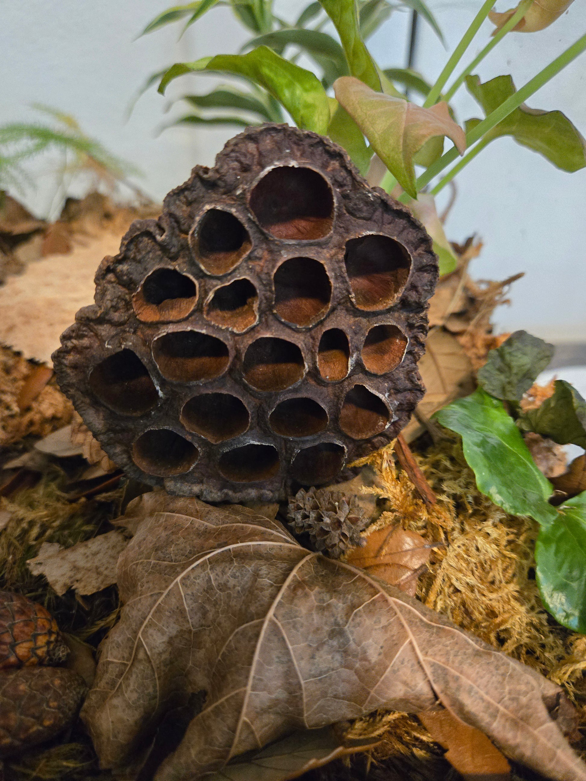 Lotus seed pod in a dart frog vivarium with green leaves and brown leaves in the background
