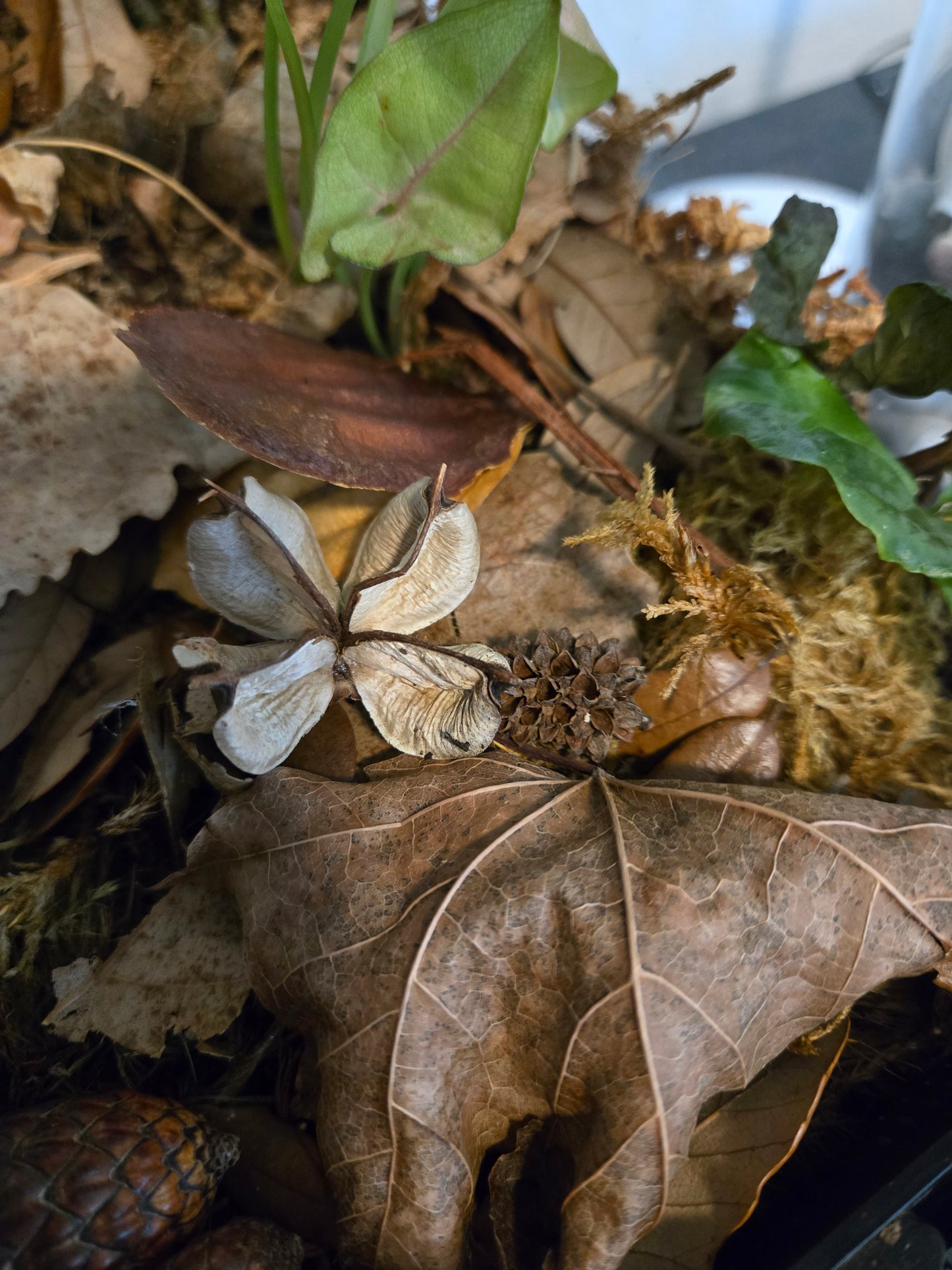 Small dried seed pods in a terrarium.