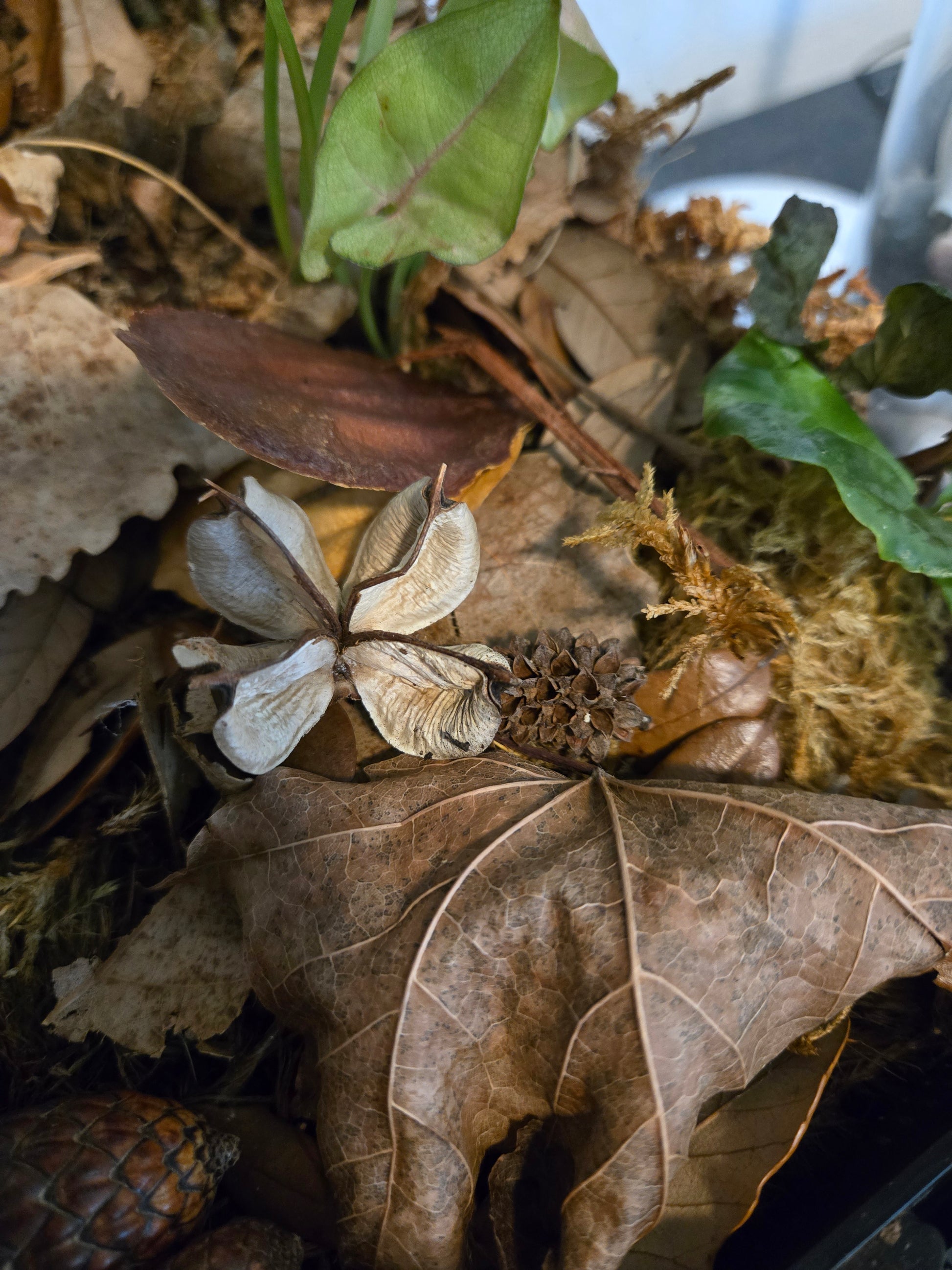 Small dried seed pods in a terrarium.