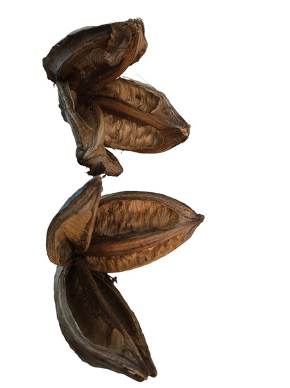 Dried dark brown flower shaped botanicals that are textured.