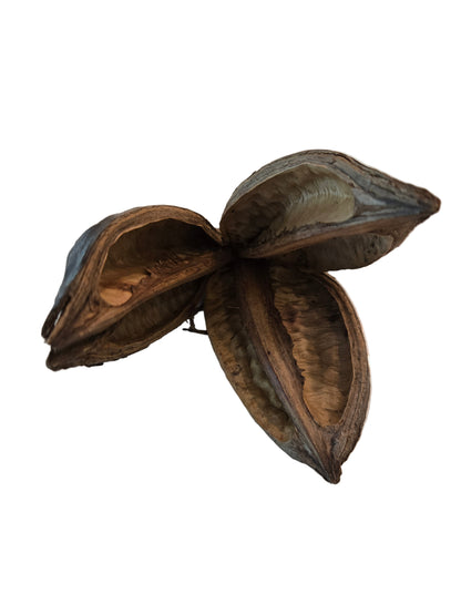 One dried sora pod botanical fruit pod with three petals on a white surface.