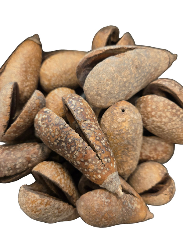 A pile of dried brown pear pods that are split open on a white background.