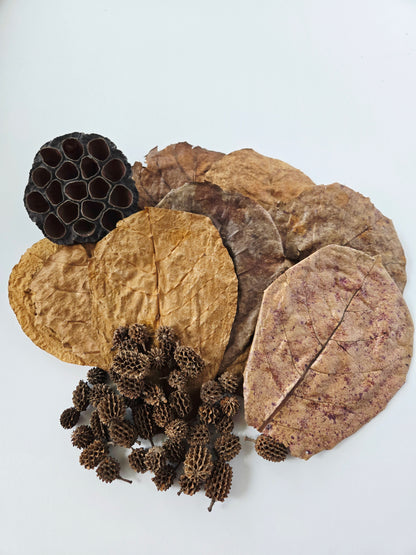 Round lotus seed pod with large holes, indian almond leaves, and casuarina cones in a pile on a white background.