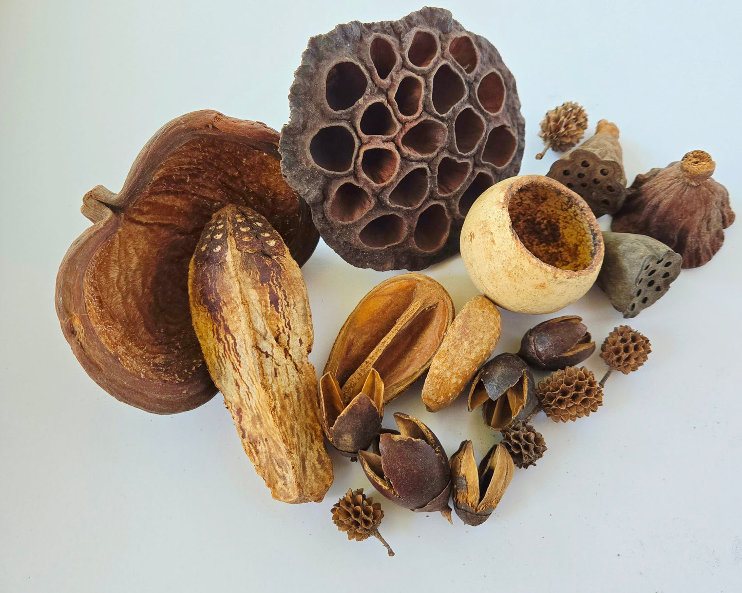 Assorted Botanical Seed Pod Pack