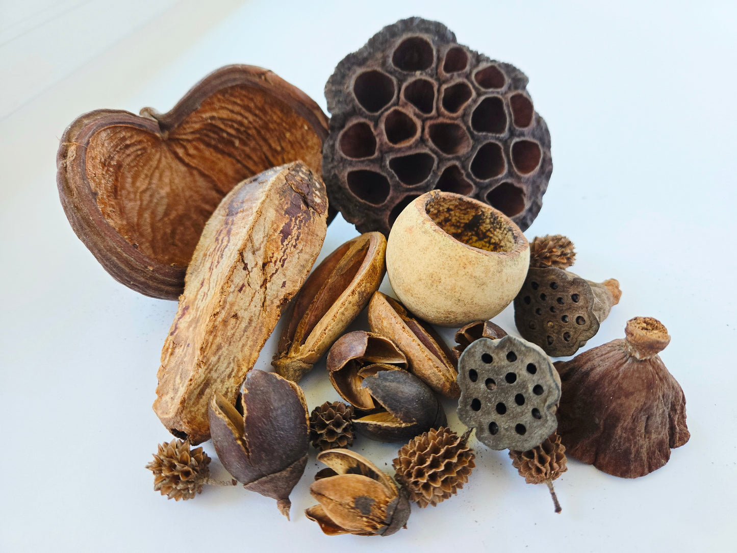 Assorted Botanical Seed Pod Pack