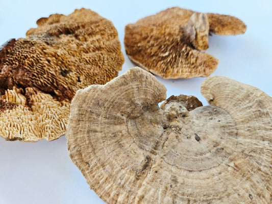 Sponge Mushroom Caps